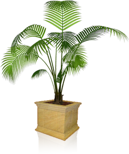 palm